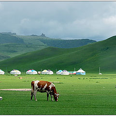 photo "Grassland-1"