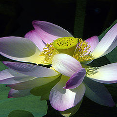 photo "Egyptian lotus"