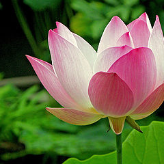 фото "Pink Water Lily"