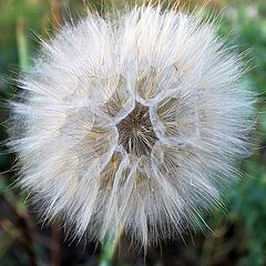 photo "dandelion"