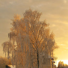 photo "***"