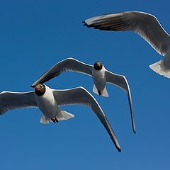 фото "чайки"