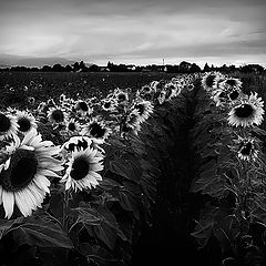 photo "Field of Dreams"