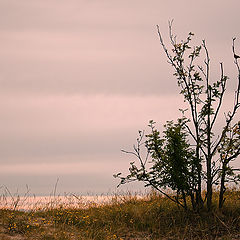 фото "Вечерняя песня."