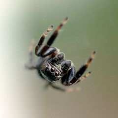photo "***"