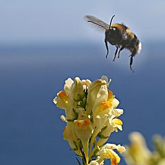 фото "landing on flower"