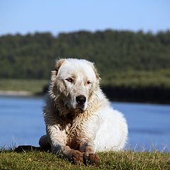 фото "старый пес"