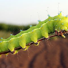 photo "Beauty caterpillar"