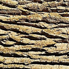 photo "wood texture"