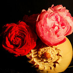 фото "roses"