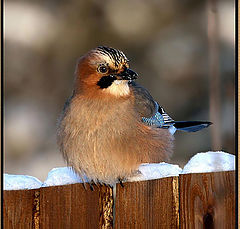 photo "Лесная гостья (сойка)"