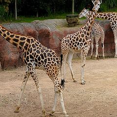 photo "family long neck"