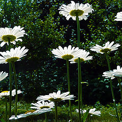 photo "Rise of daisies"