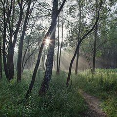 photo "cobweb morning"