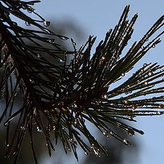 photo "after the rain"