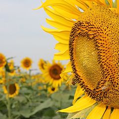 photo "Sunflower king!"