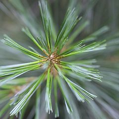 photo "pine cross-section"