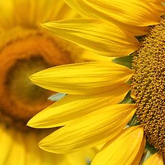 photo "Sunflower"