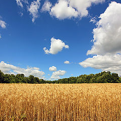 photo "Promising harvest"