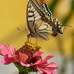 photo "Papilio machaon"