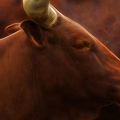 photo "Watusi cattle"