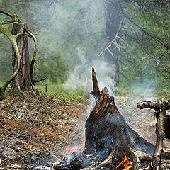 photo "Taiga camp"