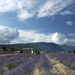 photo "Provence"