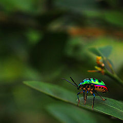 photo "LADYBUG"