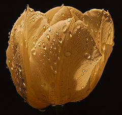 photo "wet tulip"