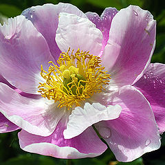 photo "Peony flower"