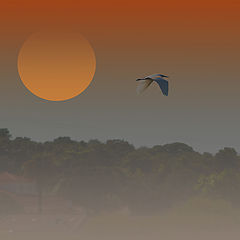 фото "Estuary Heron"