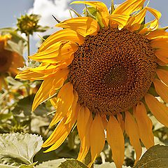 photo "Sunflower"