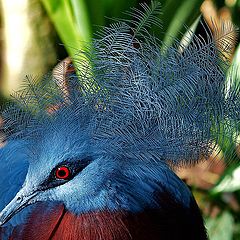 photo "Fancy Hair"