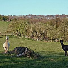 photo "Horse in a coat and other animals."