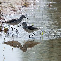 photo "Tringa glareola"