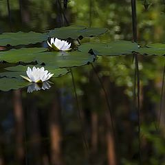 photo "Among reflections"