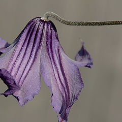 photo "The ordinary Clematis"