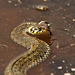 photo "THE SNAKE"