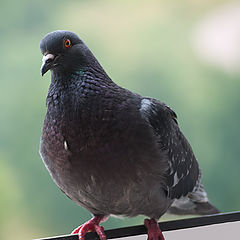 photo "Waiting for breakfast"