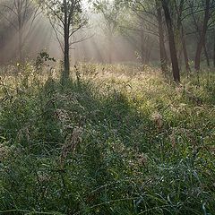 photo "in the forest after the rain"