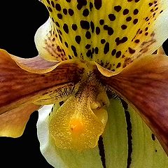 photo "Shamelessness of orchids"