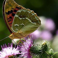 photo "Argynnis pandora"