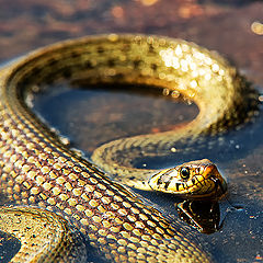 photo "THE SNAKE ll"