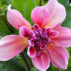 photo "dahlia"