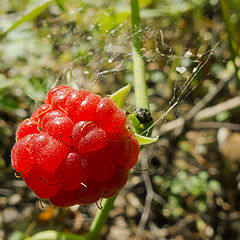 photo "raspberry"