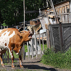 фото "Осторожно, злая корова!"
