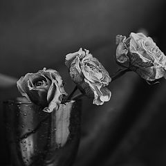 фото "Roses of memories"