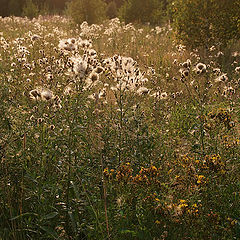 photo "The warm evening"