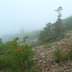 фото "Туман в горах"
