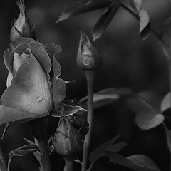 photo "The Rose (black & white)"